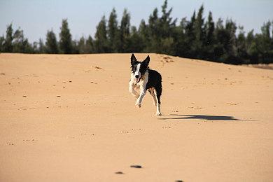 《蜡笔小新：煤炭镇的小白》15分钟实机 明年发售